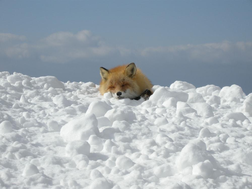 Kyukamura Shikotsuko ชิโตเสะ ภายนอก รูปภาพ